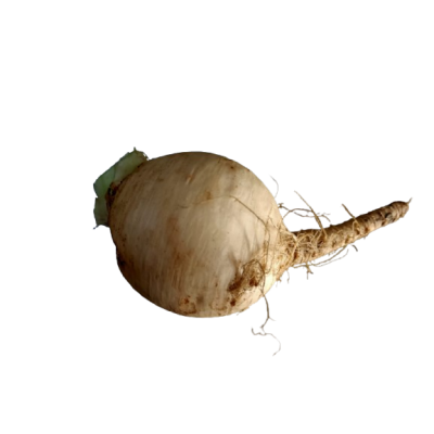 White Turnip organic